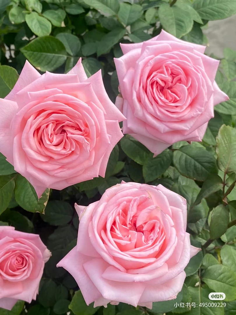 粉荔枝，大花浓香切花月季