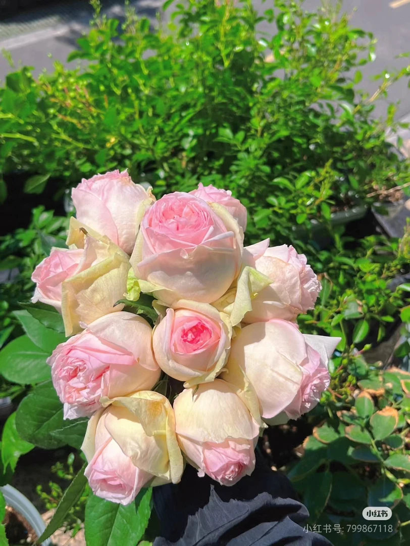 《亿凡精品苗木园》新品蒙娜丽莎粉色包子型玫瑰花