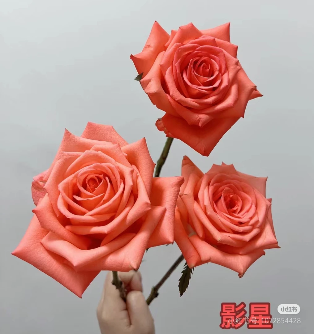 影星，切花月季原育苗袋原土发货