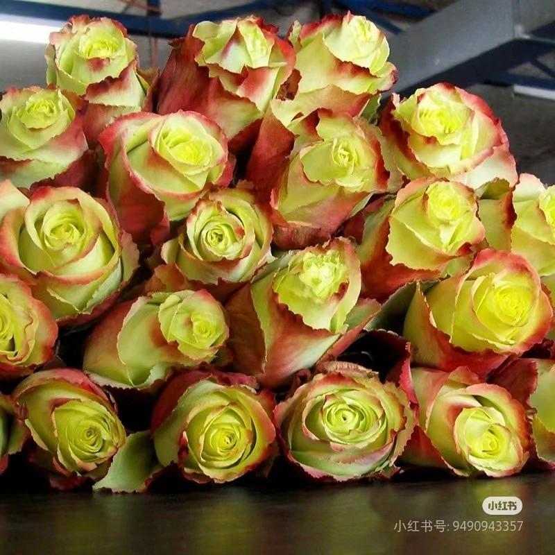 苏萨，绿色带边线，高脚杯切花月季扦插中苗