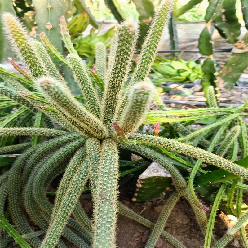 嫁接花卉（一物一拍）