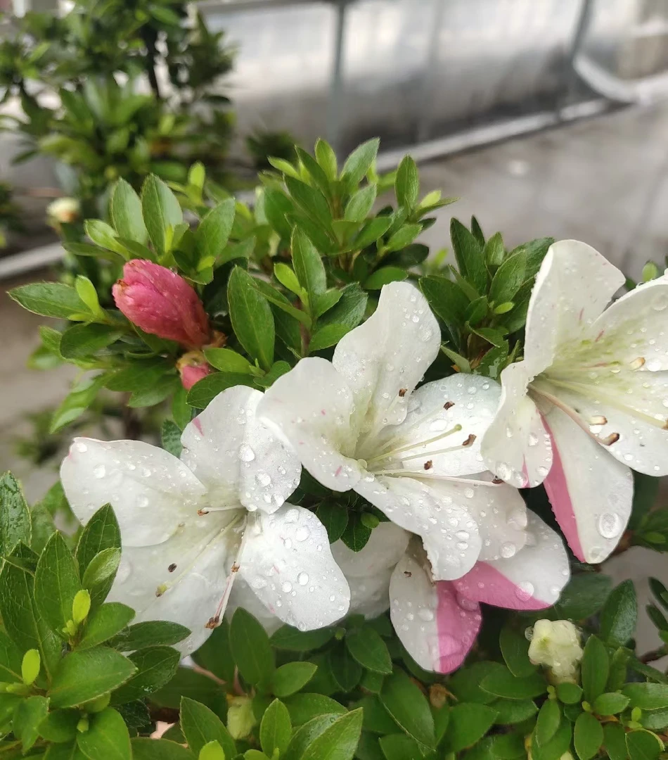 明美之月杜鹃花开多色