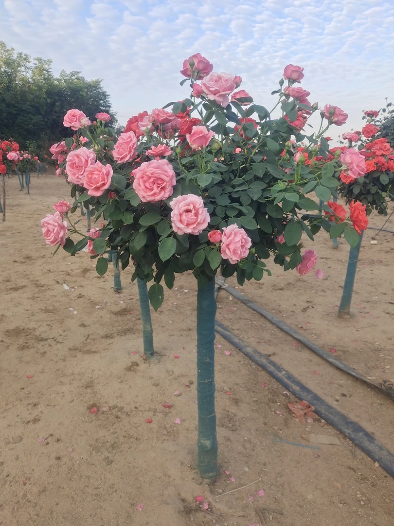 4公分树状月季(全冠、杆直、冒圆、双色)