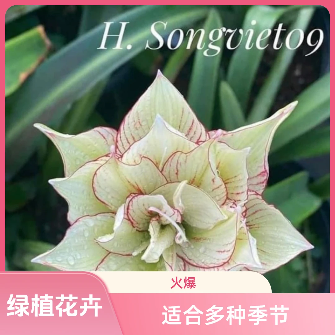 越南朱顶红第九章又称SV09，2厘米越南种子盲盒绿色