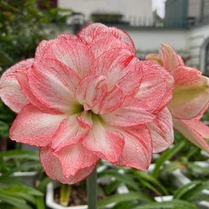 伊莲娜.阳台发货植物,花卉绿植园艺