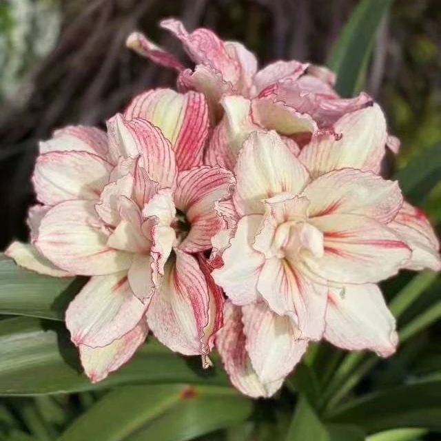 闪亮，经典配色花卉鲜花，绿植园艺