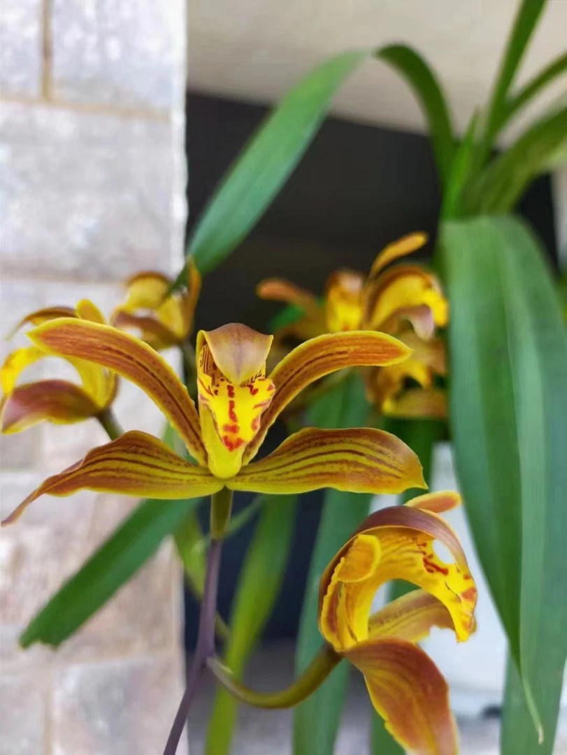 云南矮种金丝小虎头浓香型