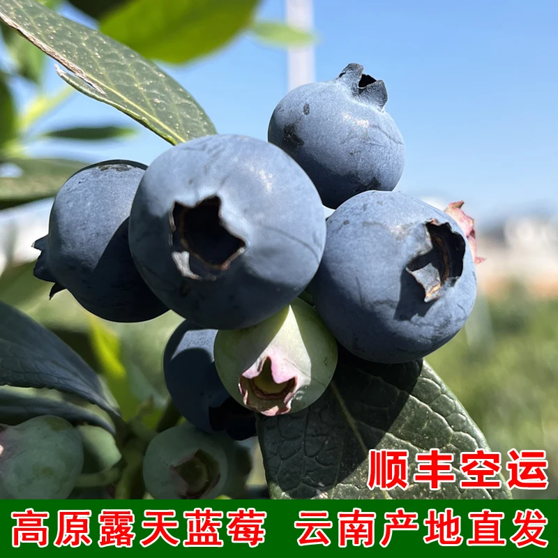 云南蓝莓新鲜水果怡颗鲜果时令应季老树莓顺丰空运125克/盒