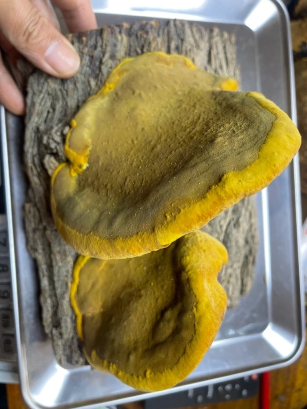 (臻道)秦岭天然野生桑树桑黄(直播间一物一拍已直播间为准)