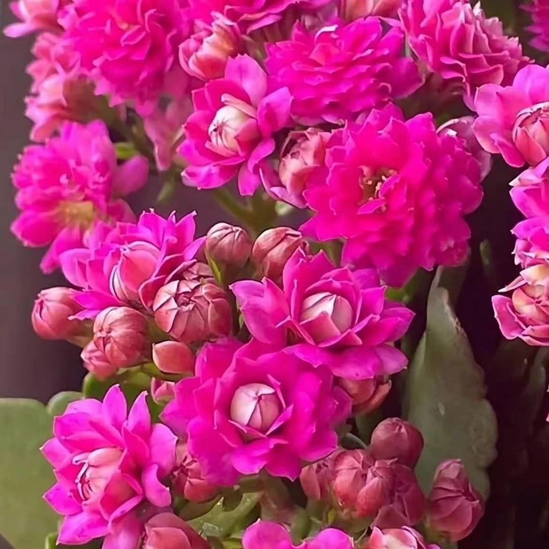 【紫色魅影重瓣】带花苞盆栽四季开花大花苗植物室内阳台花卉好养活