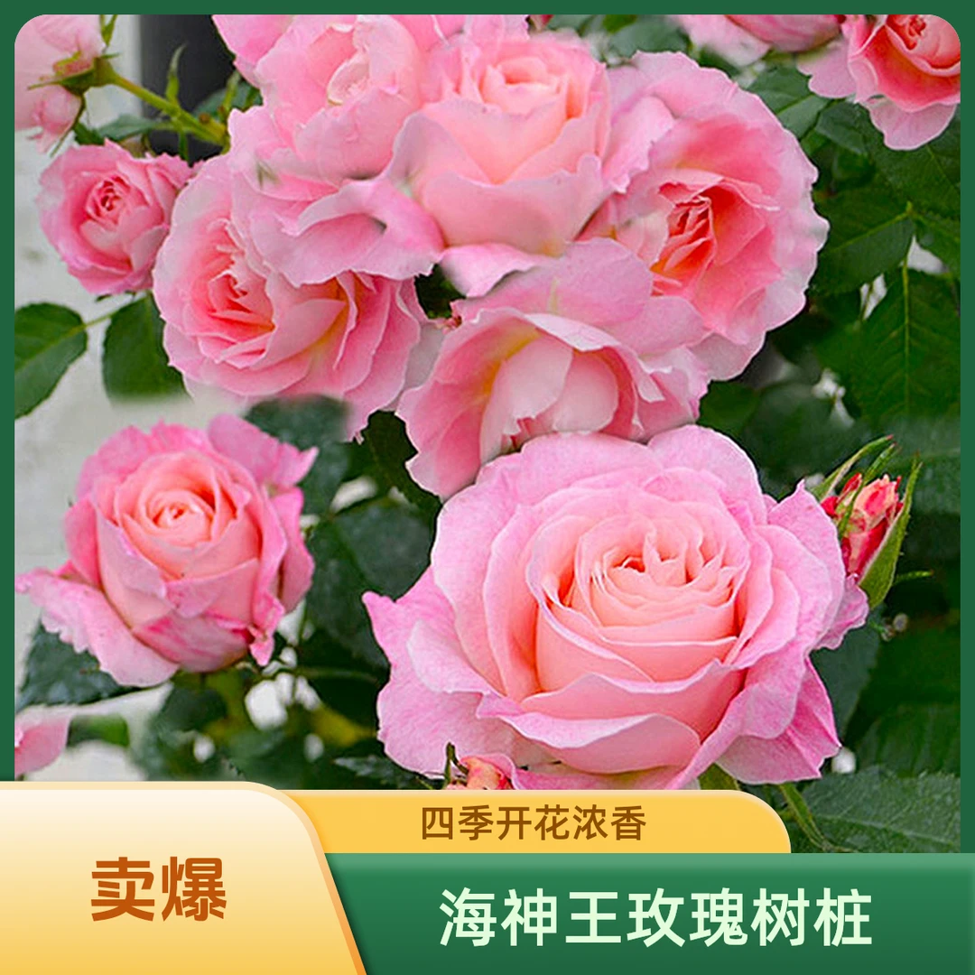 海神王【原盆原土】大花浓香四季绿植盆栽开花棒棒糖树桩月季