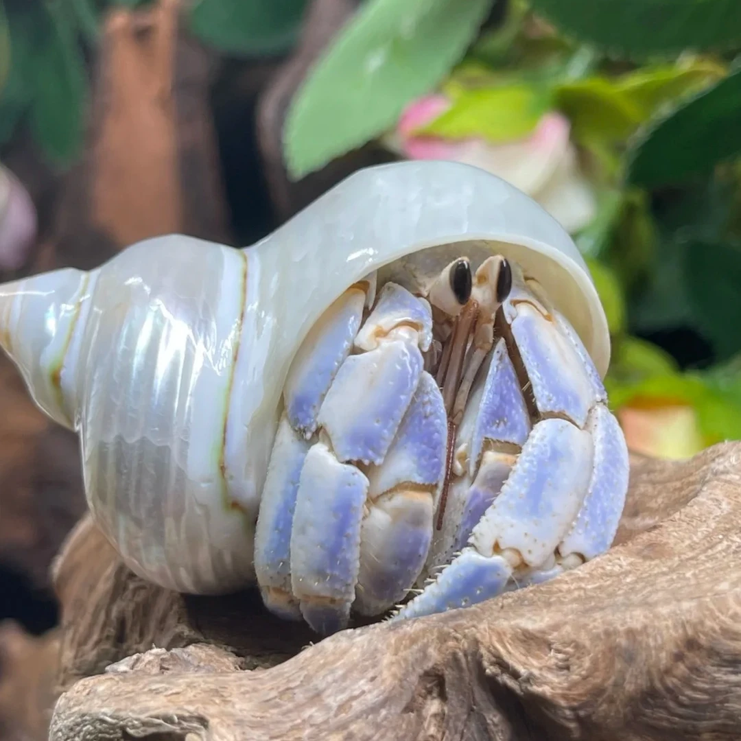 陆生寄居蟹淡水桌面紫陆草莓黑莓灰白深紫观赏蟹懒人宠物