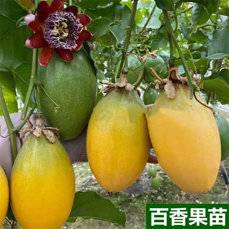 新品种甜蜜香蜜台湾百香果四季可种特大超级大号耐寒盆栽种植