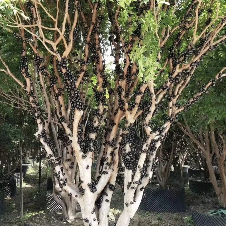 直播间嘉宝果树苗