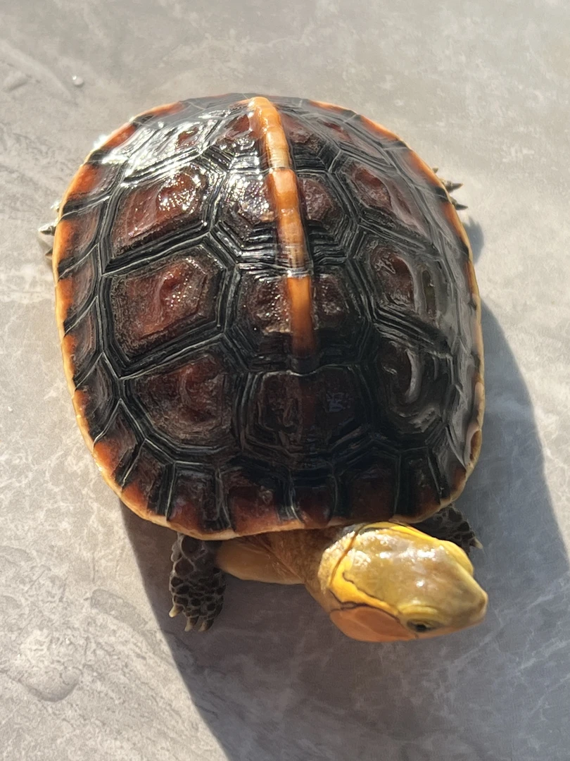 宠物龟龟补差价链接（直播间选龟链接勿拍）