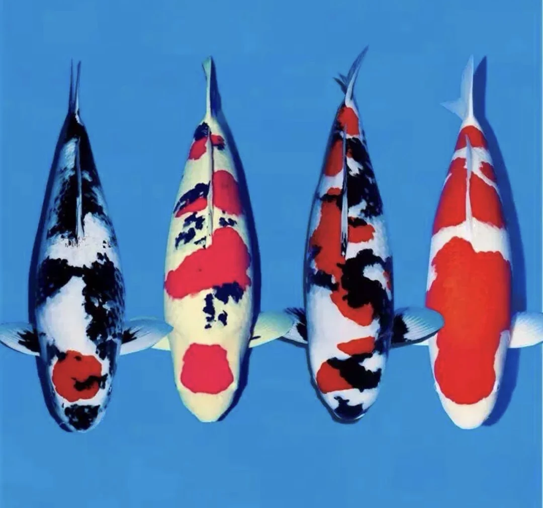 拍品锦鲤 品质观赏锦鲤