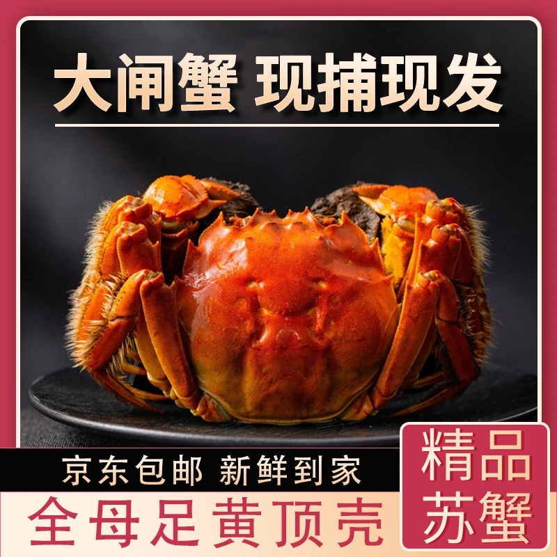 【9指活蟹】江苏大闸蟹现货全母 9指蟹8只2.5-2.7两肥美蟹黄自家吃