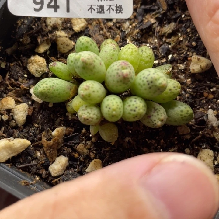 草莓班马，941号……11111111