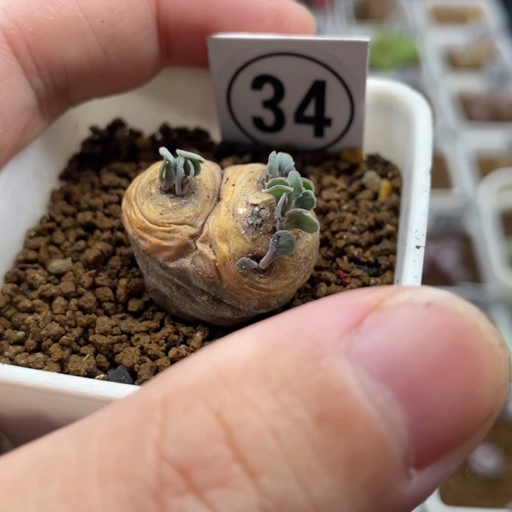 格加厚敦菊，34号……11111111