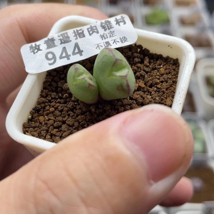 龙姬双头，944号……11111