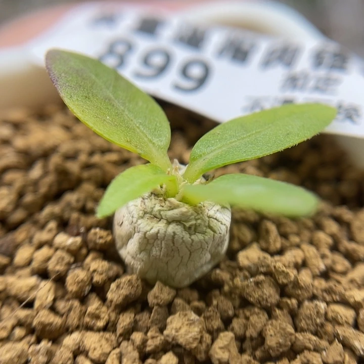 惠比须笑，899号……11111111