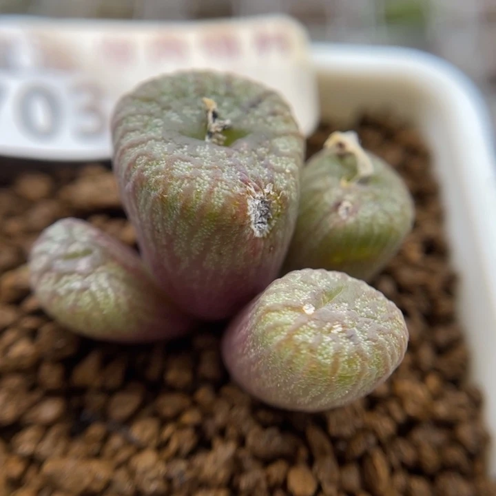 送奶工杂，703号……1111111