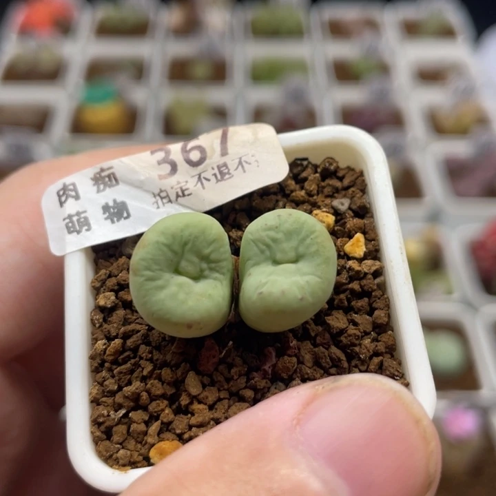 韩版大型嘴，367号……111111