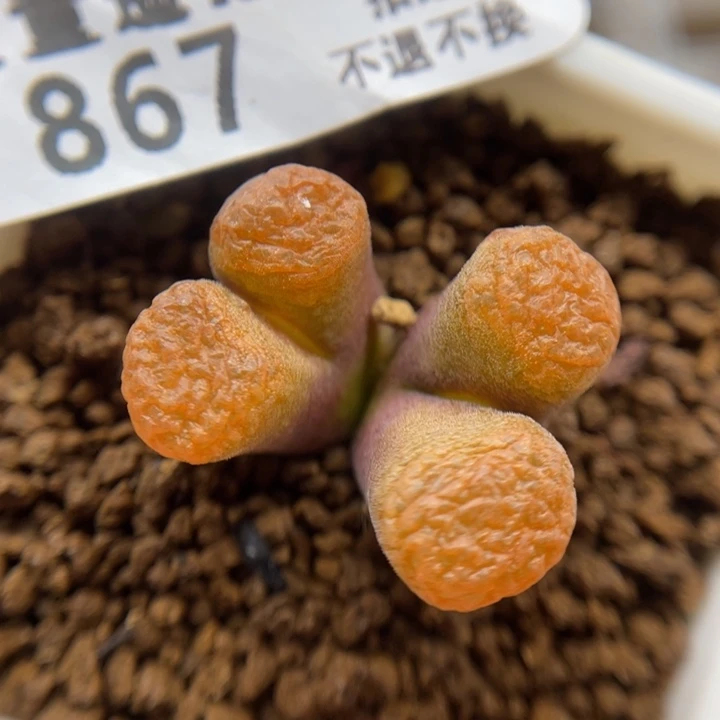 1808.4超级蛋糕，867号……1111111