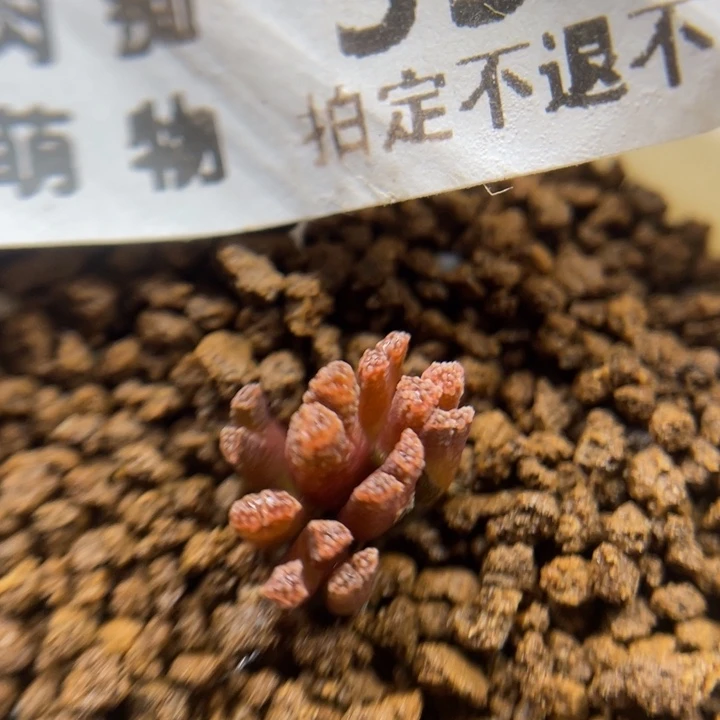 火柴头，头小慎拍，333号……11111