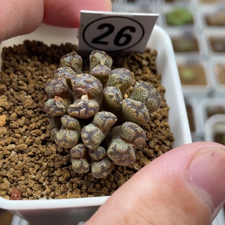 蝴蝶勋章，26号……11111111