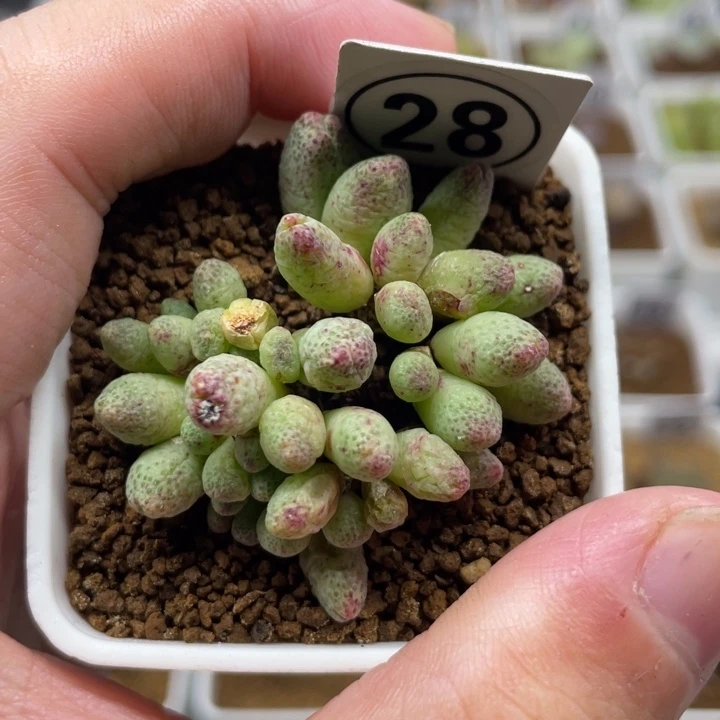 草莓班马，28号……