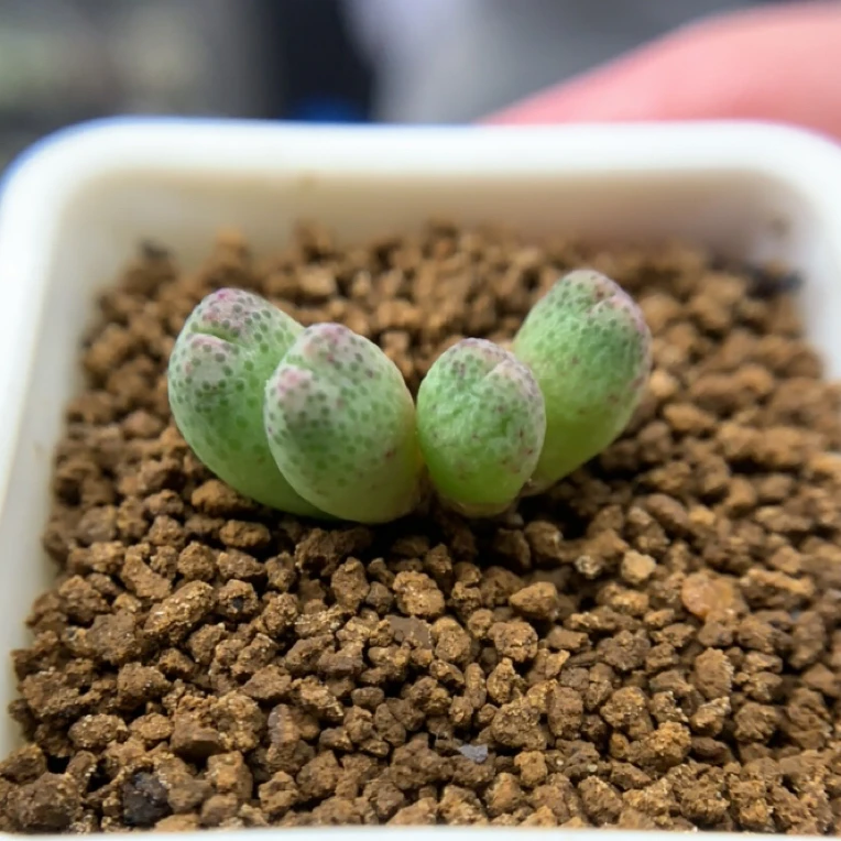 多肉肉锥草莓斑马4头,一物一拍,脱土发