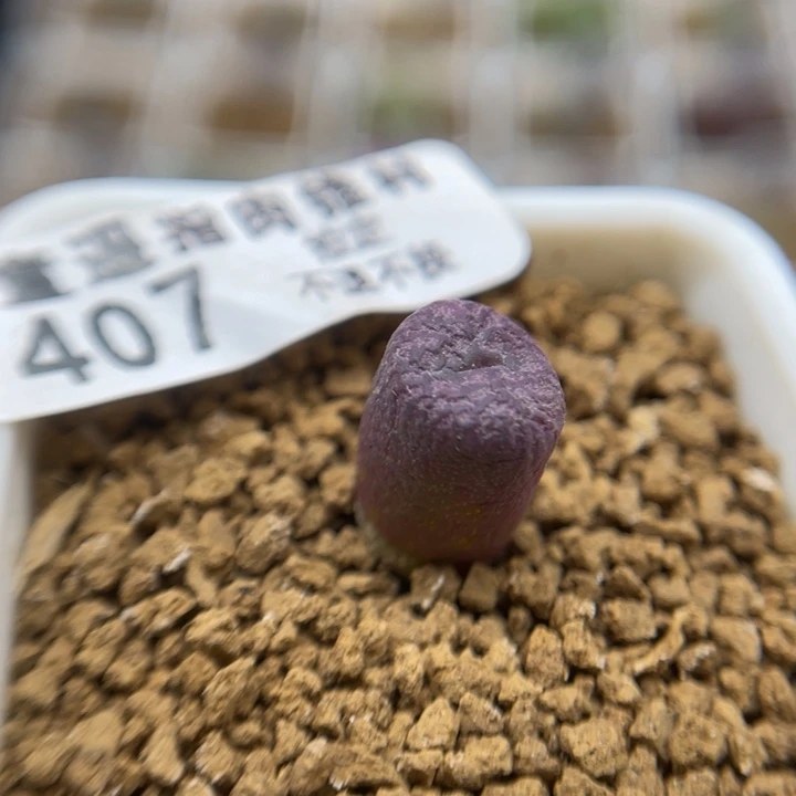 送奶工杂，407号……1111111