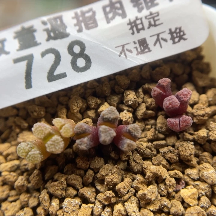 火柴头，头小慎拍，728号……1111111