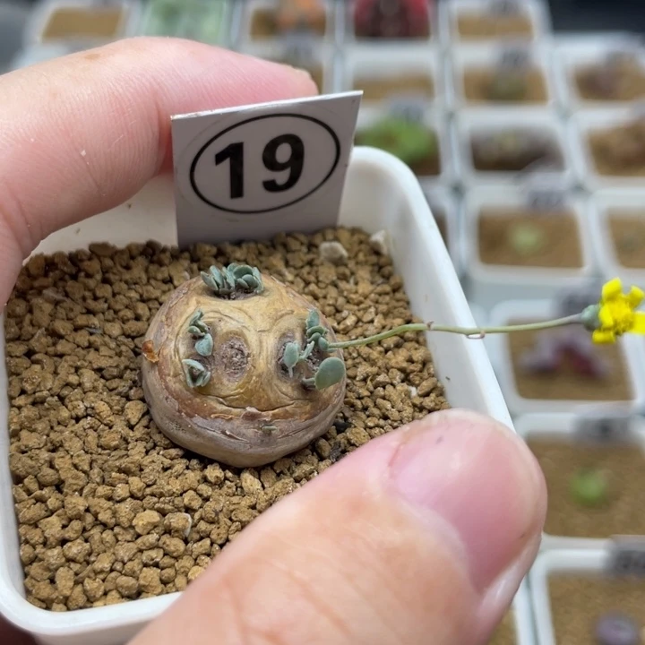 格加厚敦菊，19号……111111111