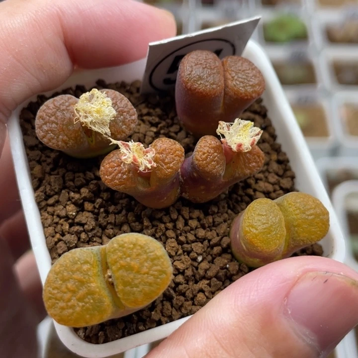 超级蛋糕，54号……11111111