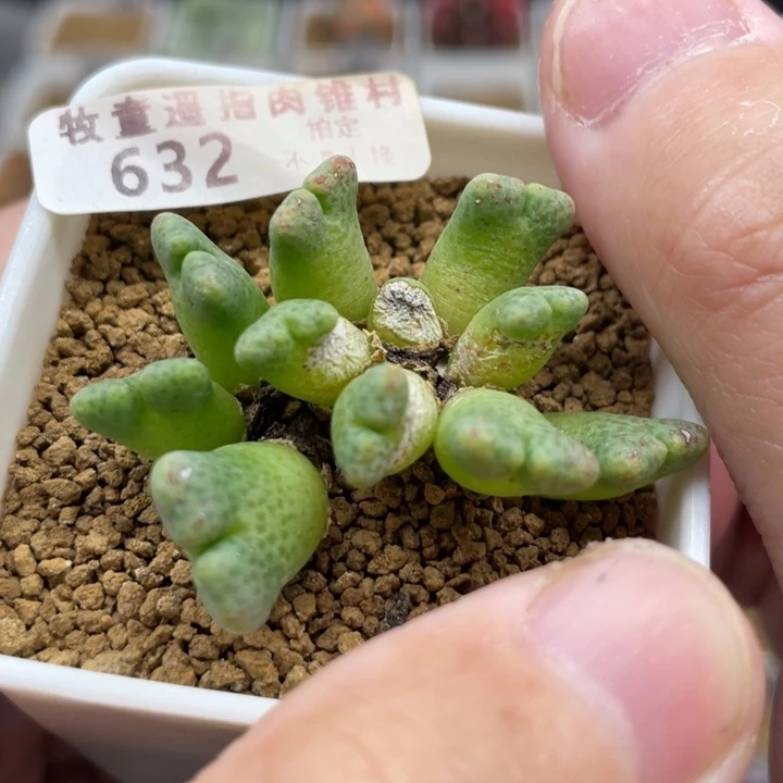 鹿角班马，632号……11111111