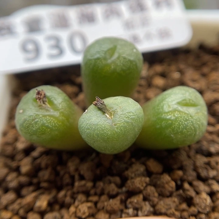 送奶工杂，930号……1111111