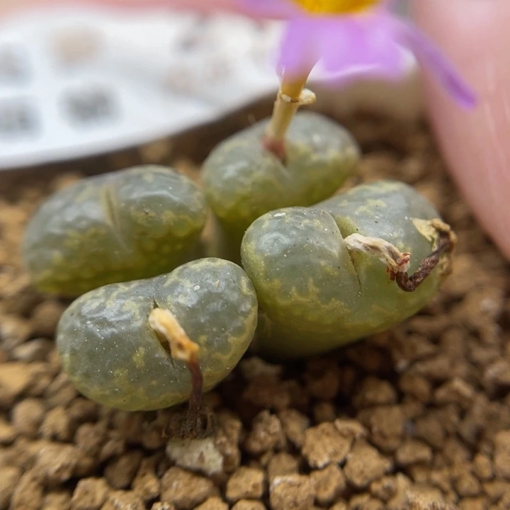 流苏玉，217号……1111111