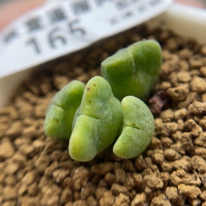 麋鹿角，165号……1111111