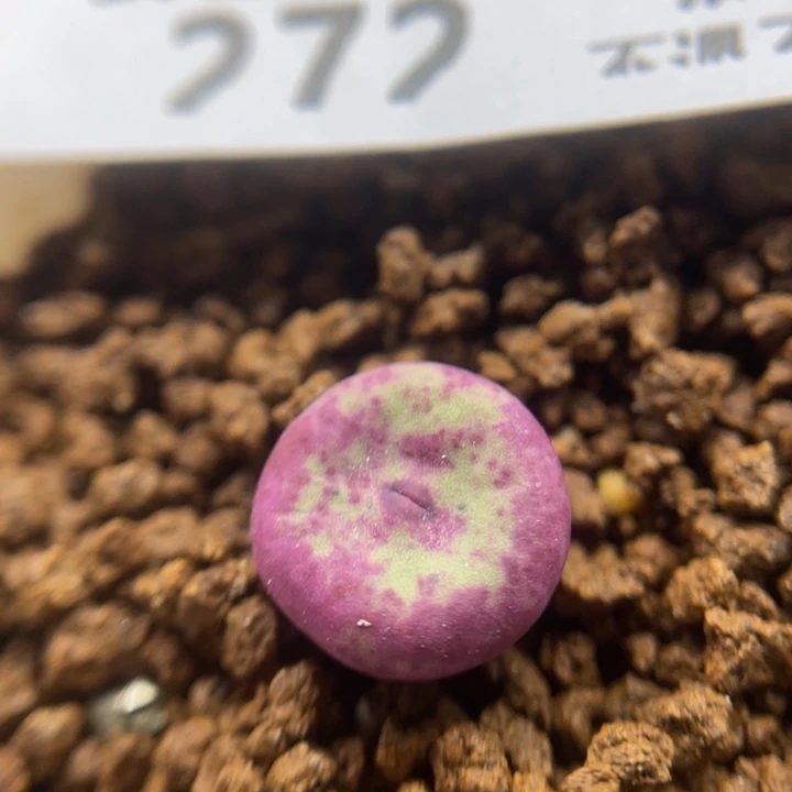 2736园艺，272号……1111111