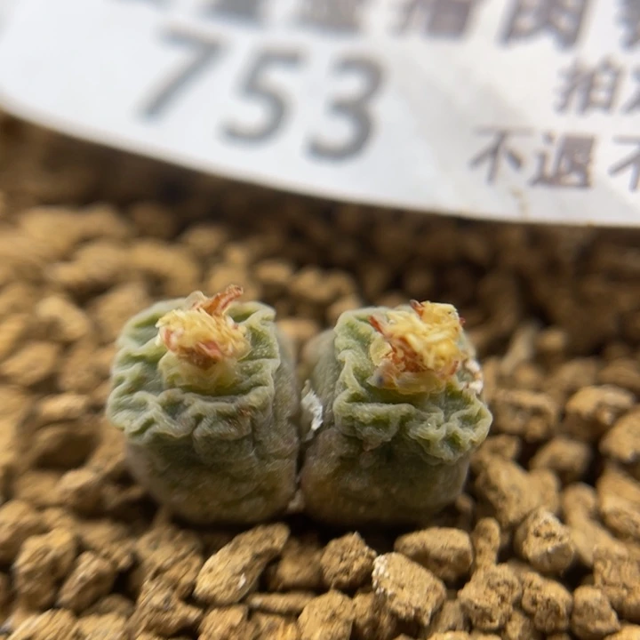 超级烧卖嘟嘟嘴，753号……1311