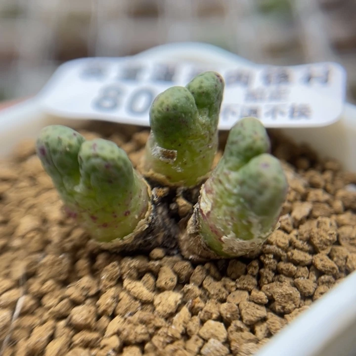 3头鹿角班马，800号……111111