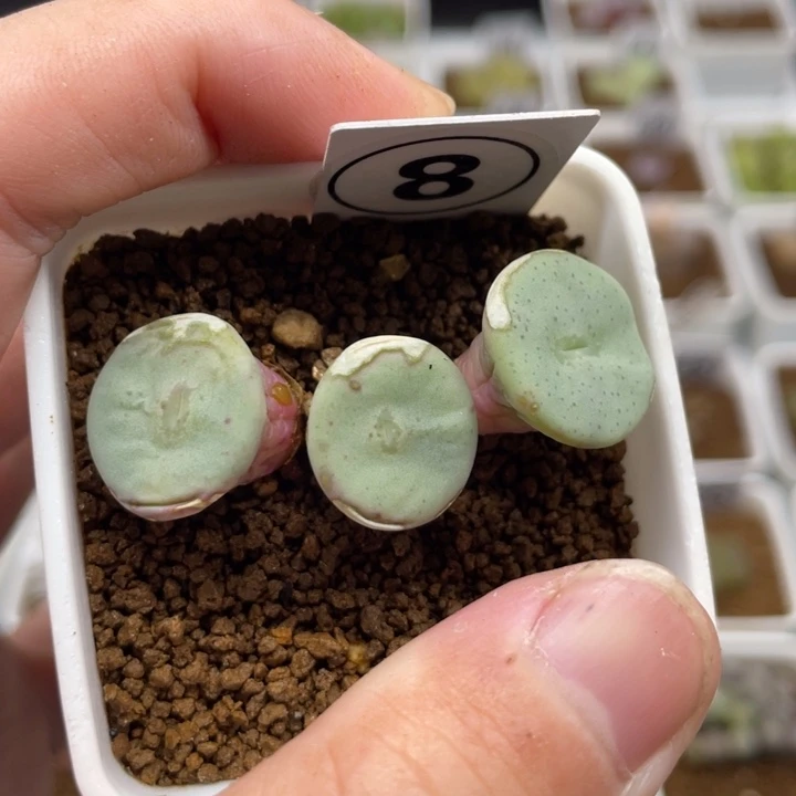 3头久杯，8号……1111111