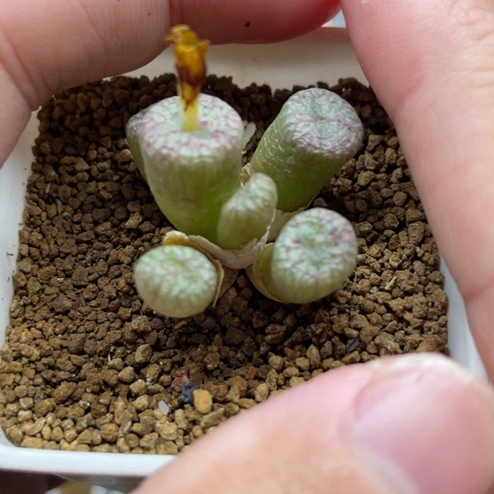 送奶工杂稀有红花，111111111