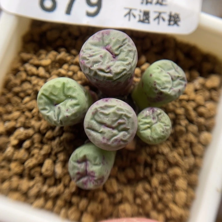 427小红嘴，879号……1111111