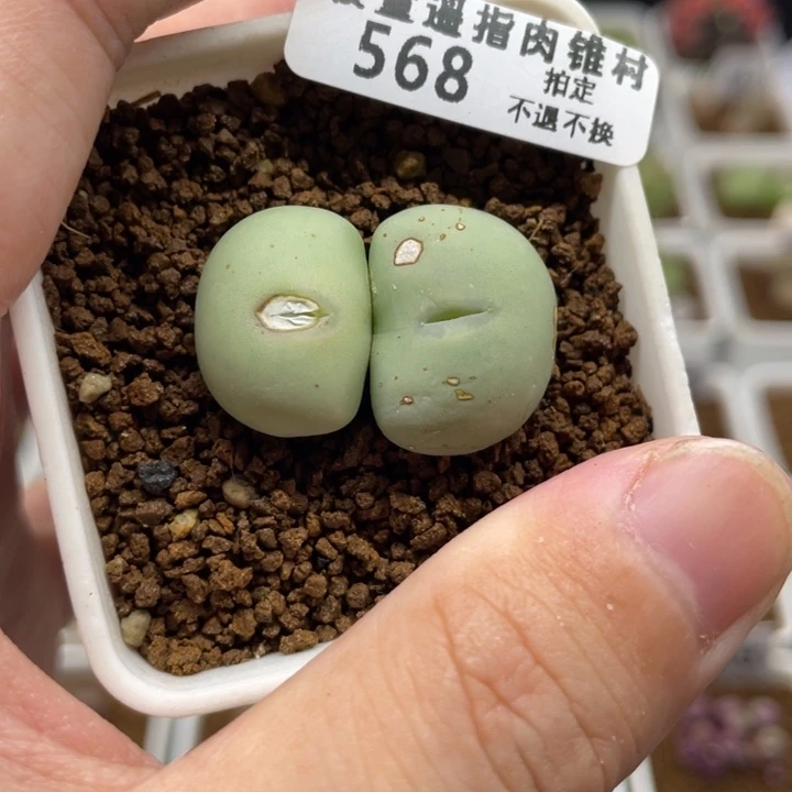 大G小拳拳，568号……1111111