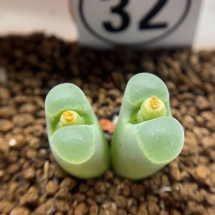 1802.832风令，32号……