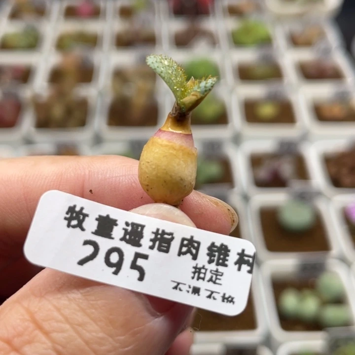 呼*圈刺叶灯台百合，295号……