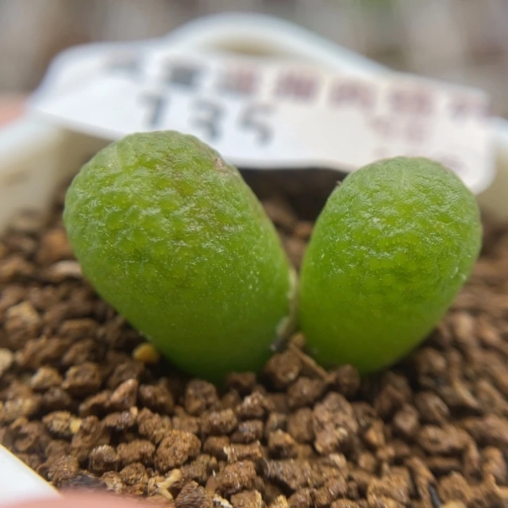 玉米双头，135号……1111111